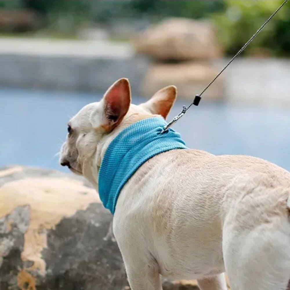 Cooling Dog Collar