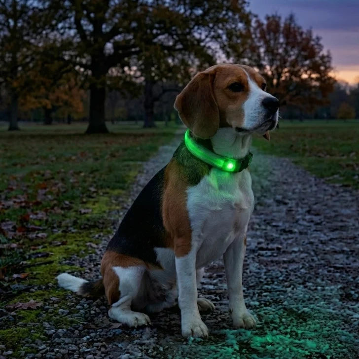 LED Dog Collar